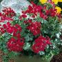 Seminte profesionale Pelargonium peltatum - Muscata curgatoare - imagine 49031
